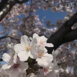 tama*