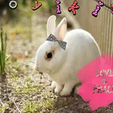 恋するウサギちゃん♡