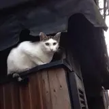 カフェ キサラギ