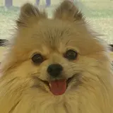 あをい