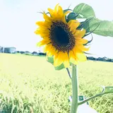 ともこ