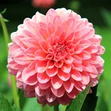 Dahlie