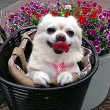 こづ