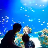 ぽん