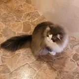 のこのこ