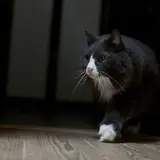 もりのやまねこ