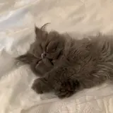 みーざー