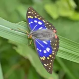 まつもん