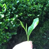 谷住郷のお茶が好き