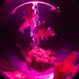 いろは