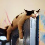 にゃぷんつぇる