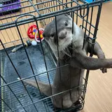 ピー助