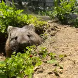 ま@