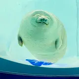 めめめ