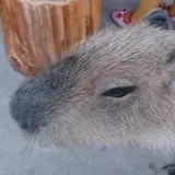 のすのす