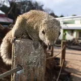 ナホ