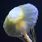 ろむろむ