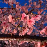 Atsukom.com꙳★*ﾟ