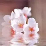 アカツキ