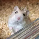 miso