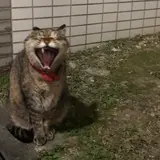 ゆうこ