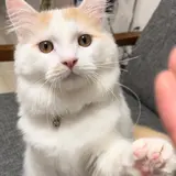 メンマ