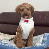 pipopapopuu