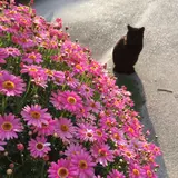 しー