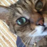 ふぁー