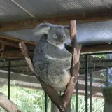 rrrrihooo