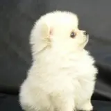さり