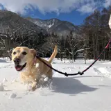 Tomo