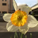 ぶんたん