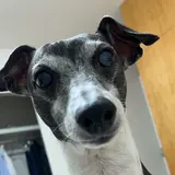 さとし