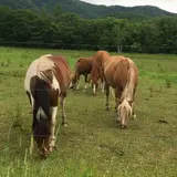 ぴょん