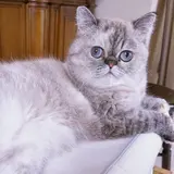 rieko