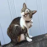 はなつこ
