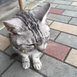 saku