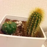 さぼてん