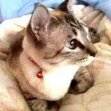 mariko