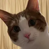 よし
