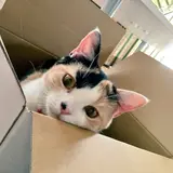 あっぷる