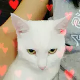 kyo