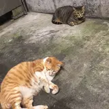 近藤 恵子