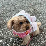 komo