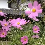 はなこ
