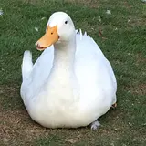 rsy8