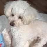 ぽむ