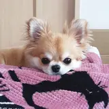 tobby