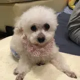 あんちゃんまる
